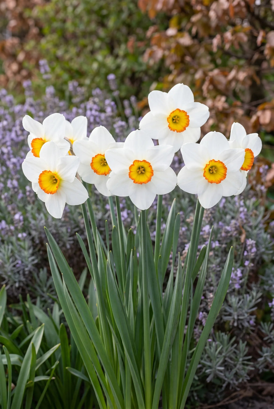 Narcissus Barrett Browning — in de border