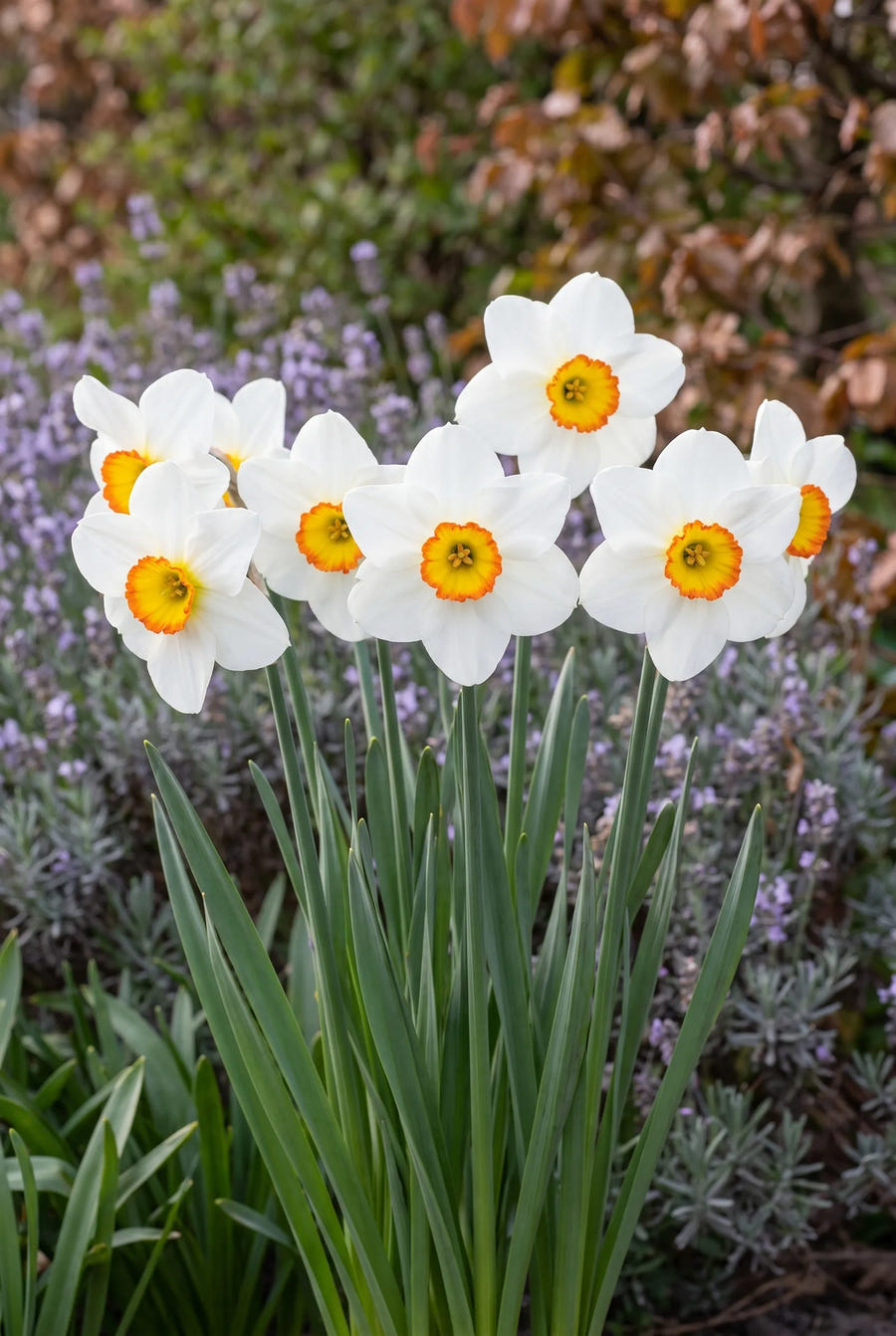Narcissus Barrett Browning — in de border