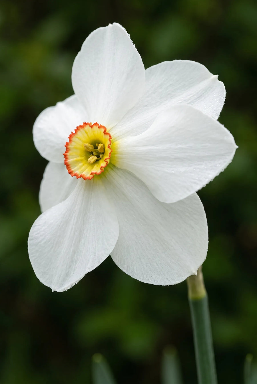 Narcissus Barrett Browning — sfeerbeeld