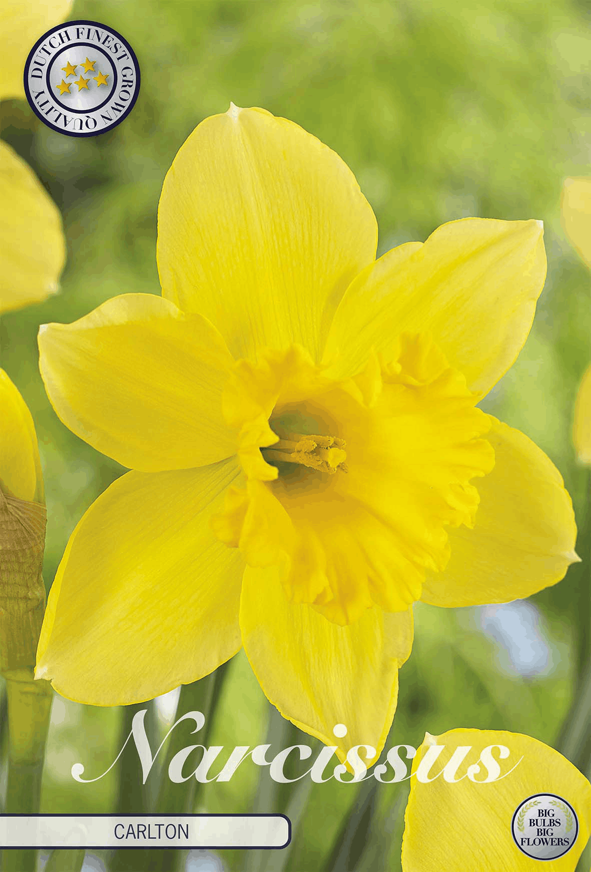 Narcissus Carlton