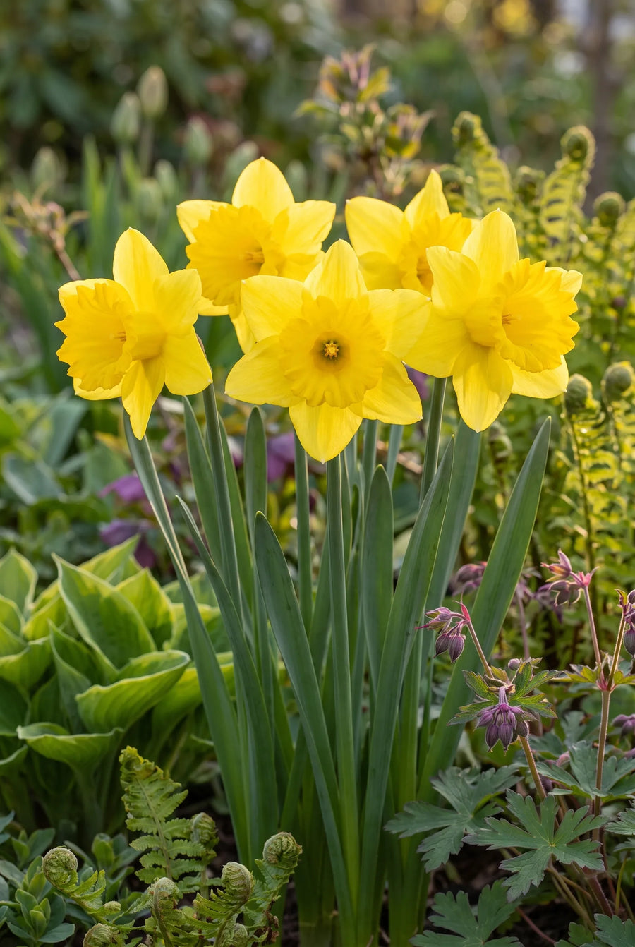 Narcissus Dutch Master — in de border