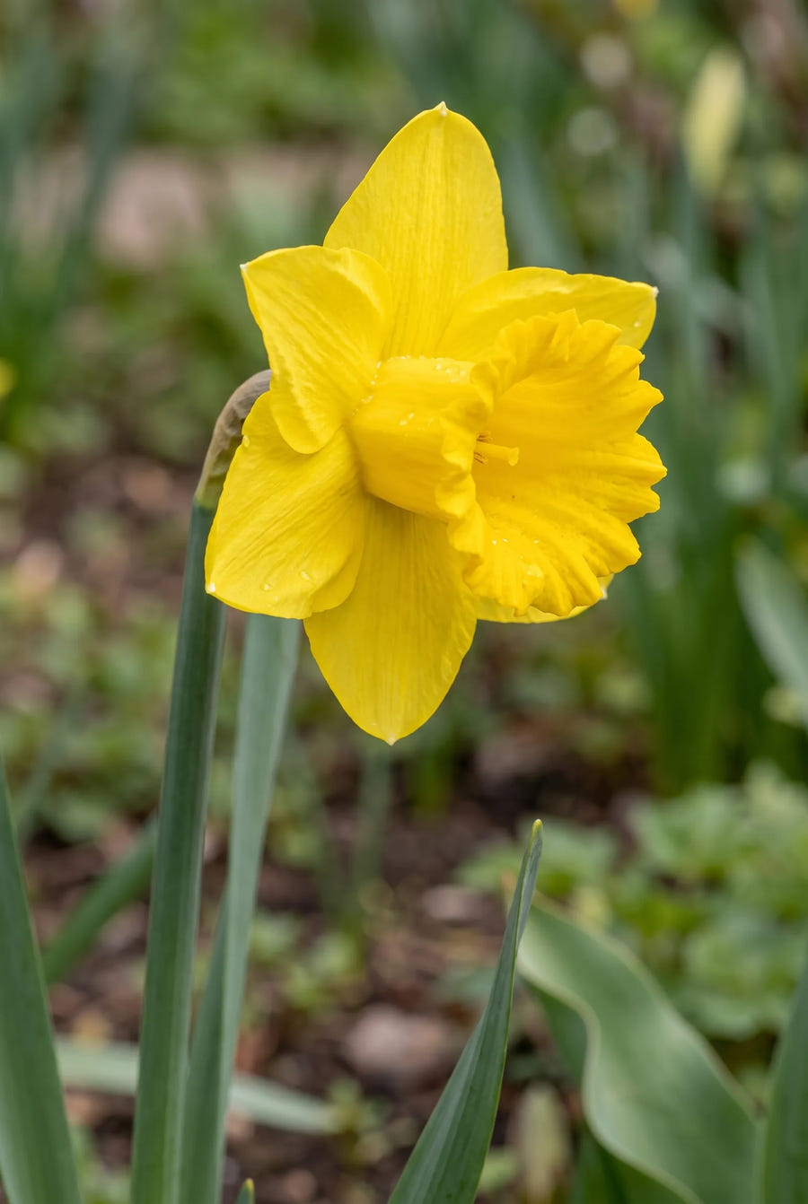 Narcissus Dutch Master — close-up van de bloem