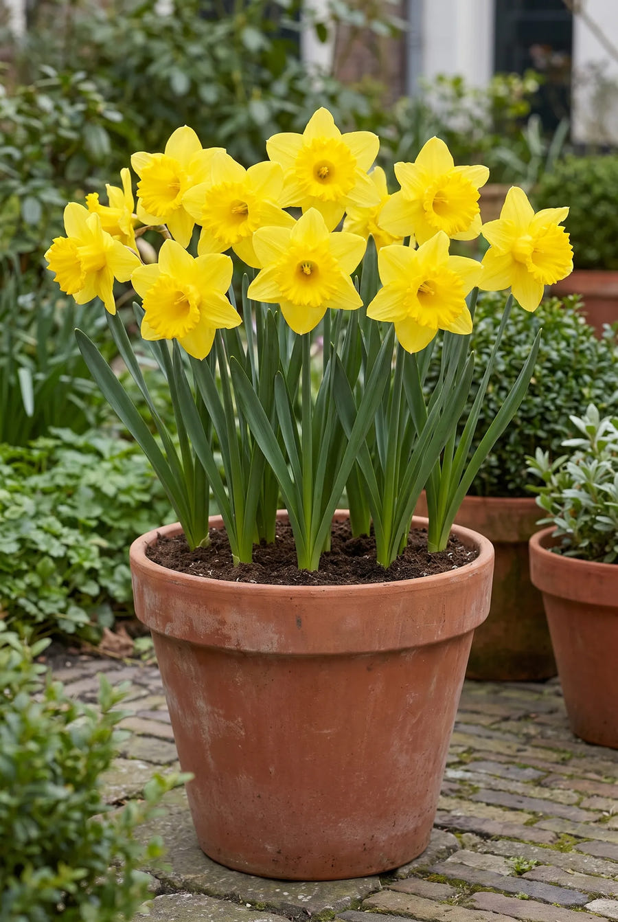Narcissus Dutch Master — in pot op terras