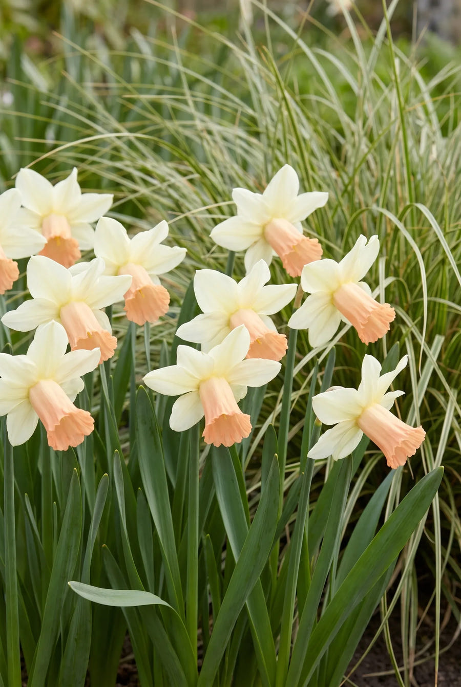 Narcissus Carice — groep in de tuinborder