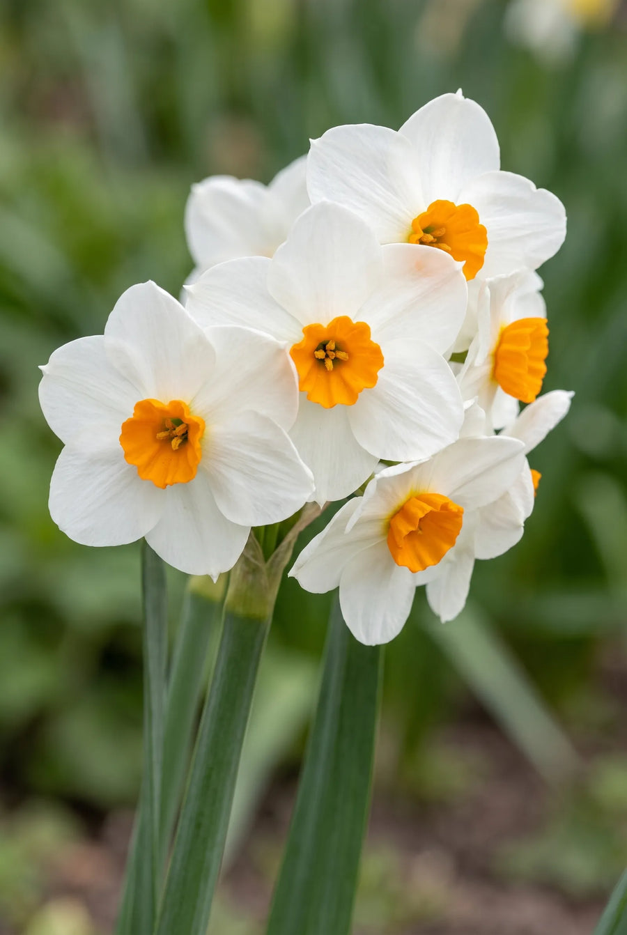 Narcissus Geranium — close-up van de bloem