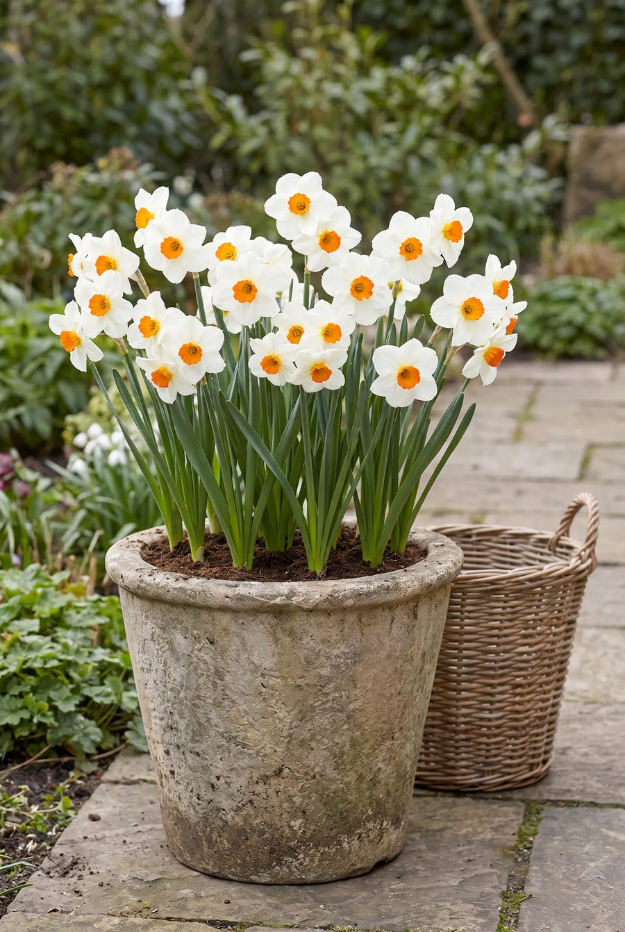 Narcissus Geranium — in pot op terras