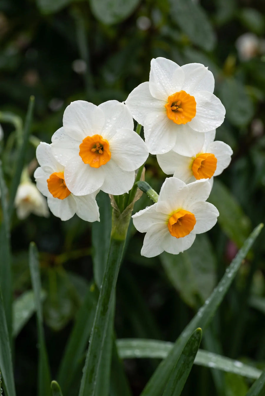 Narcissus Geranium — sfeerbeeld