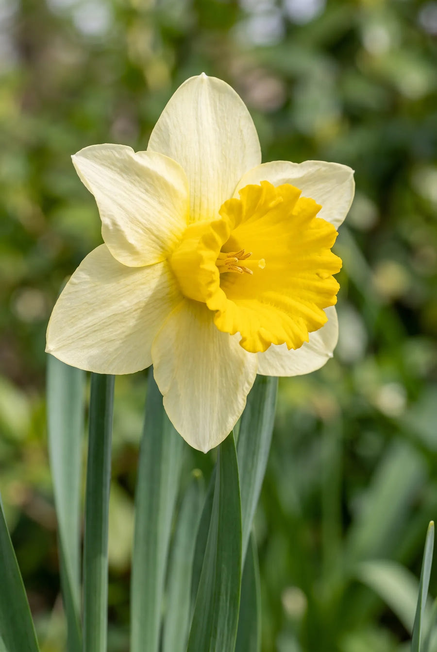 Narcissus Goblet — close-up van de bloem