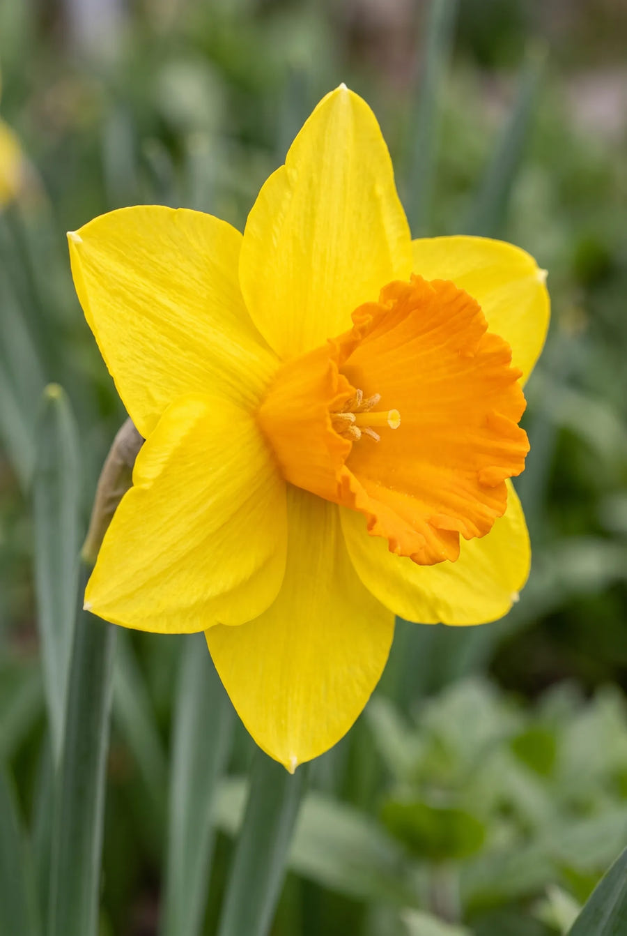 Narcissus Juanita — close-up van de bloem