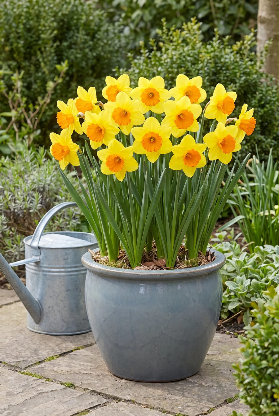 Narcissus Juanita — in pot op terras
