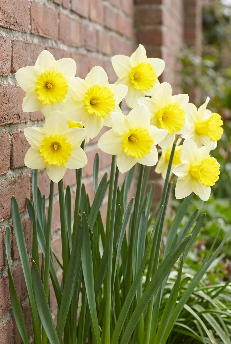 Narcissus Ladea — groep in de tuinborder