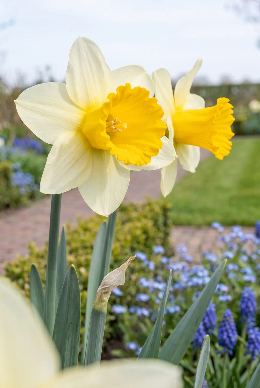Narcissus Mainstreet — close-up van de bloem