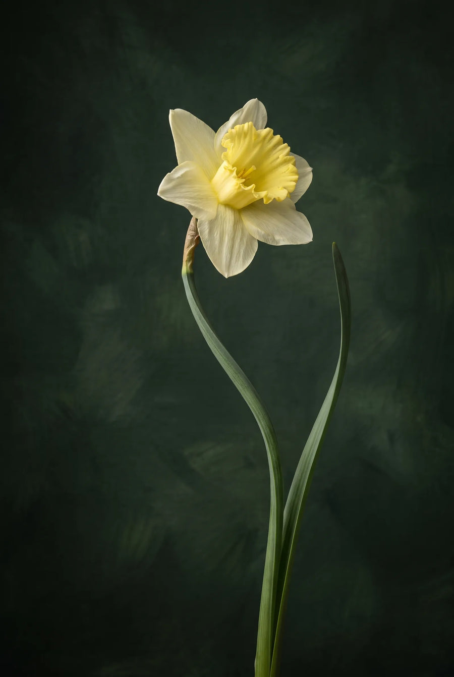 Narcissus Mainstreet — sfeerbeeld