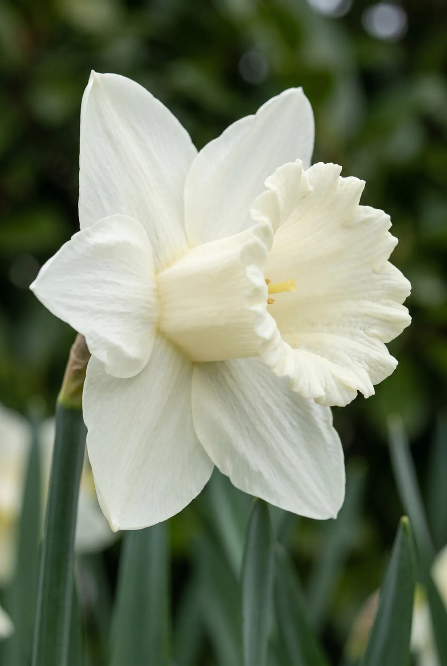 Narcissus Mount Hood — close-up van de bloem