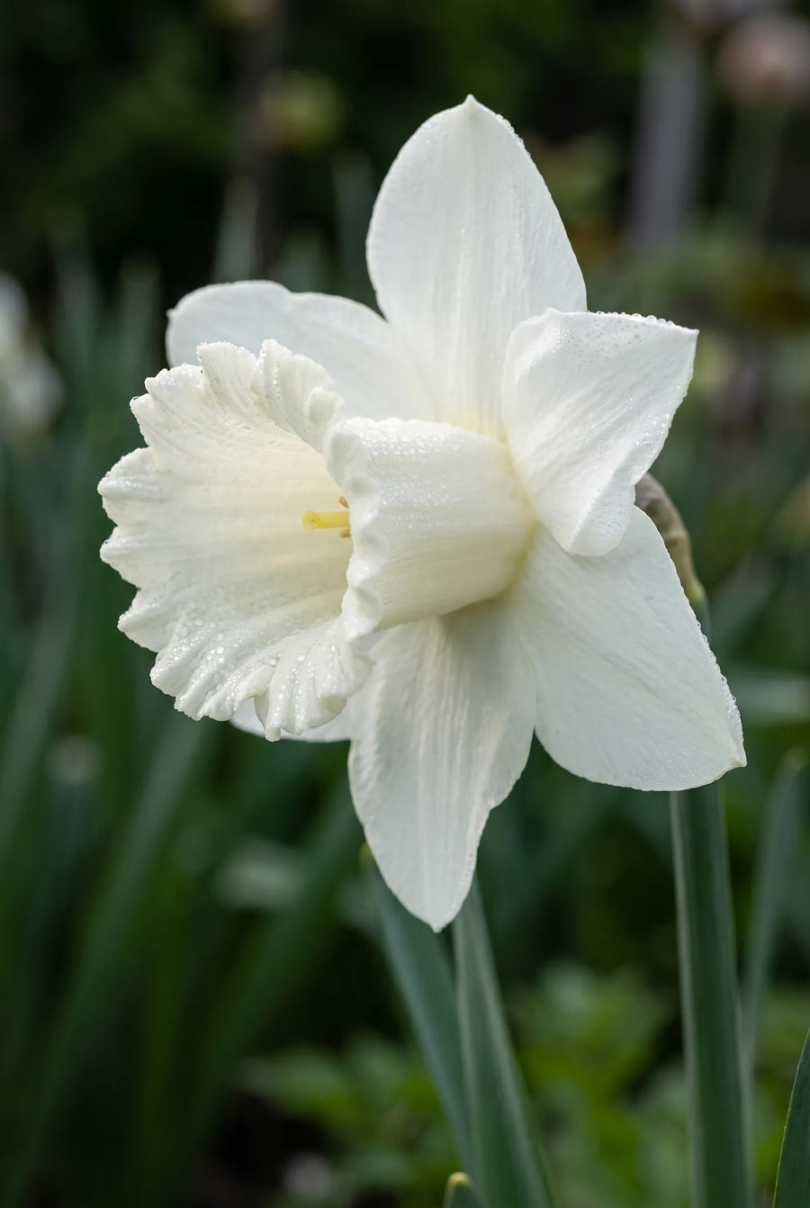 Narcissus Mount Hood — sfeerbeeld