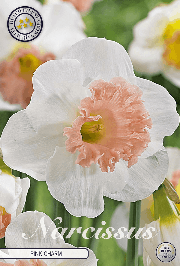Narcissus Pink Charm