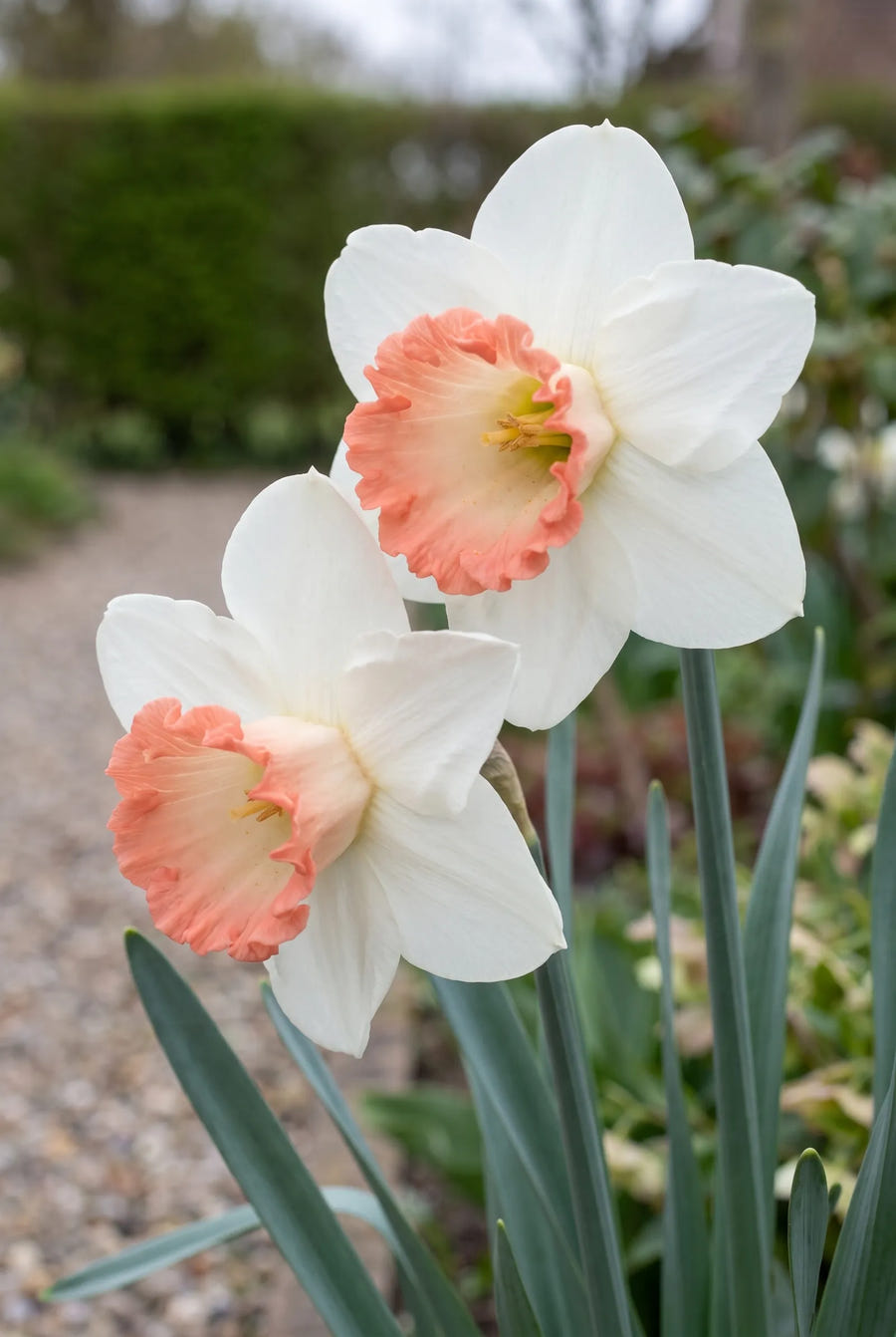 Narcissus Pink Charm — close-up van de bloem