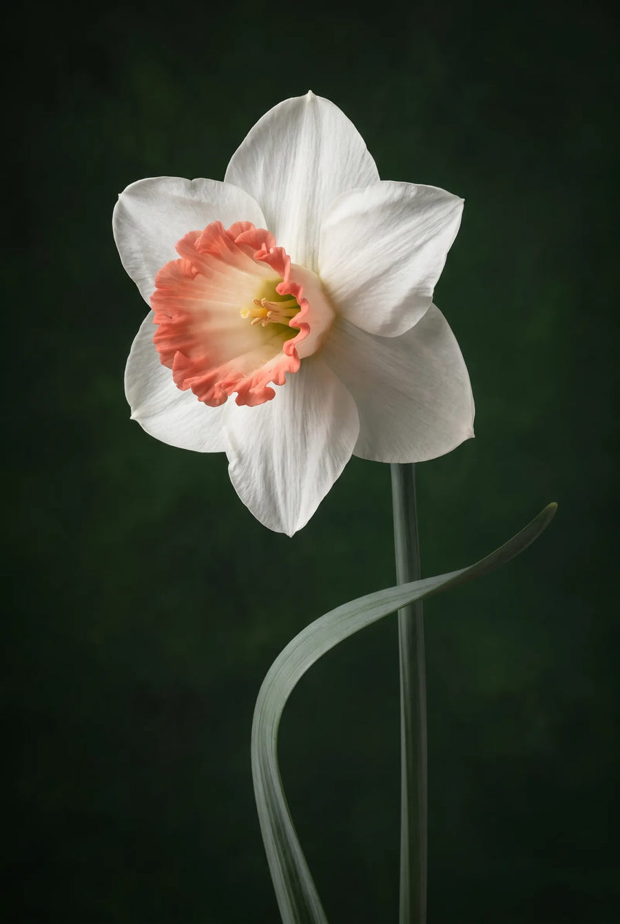 Narcissus Pink Charm — sfeerbeeld