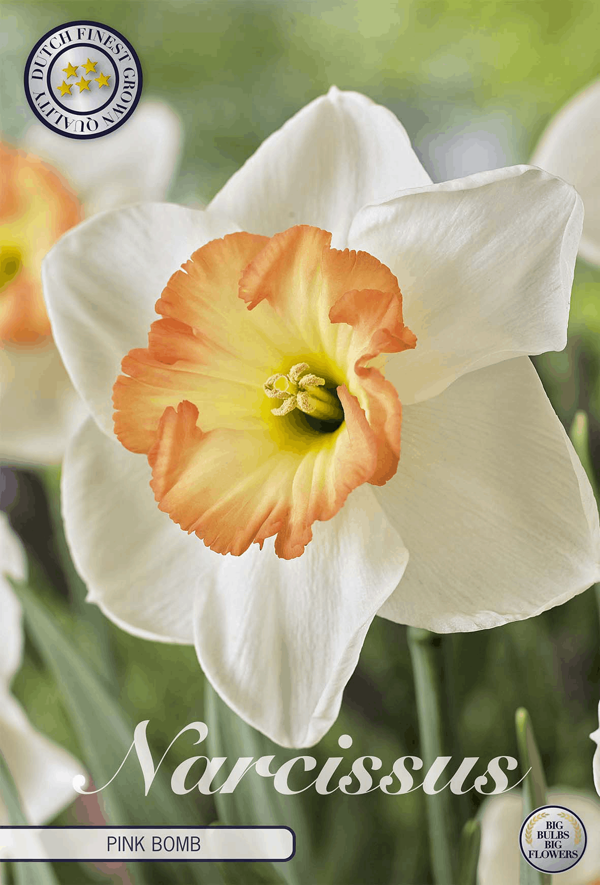 Narcissus Pink Bomb