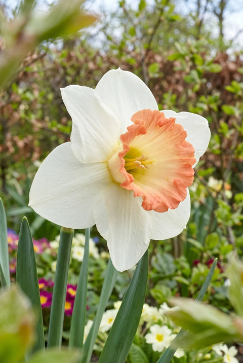 Narcissus Pink Bomb
