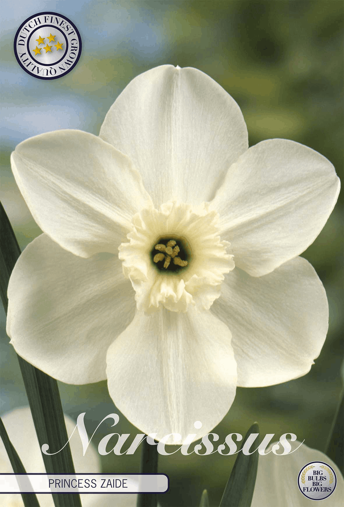 Narcissus Princess Zaide