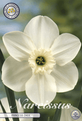 Narcissus Princess Zaide