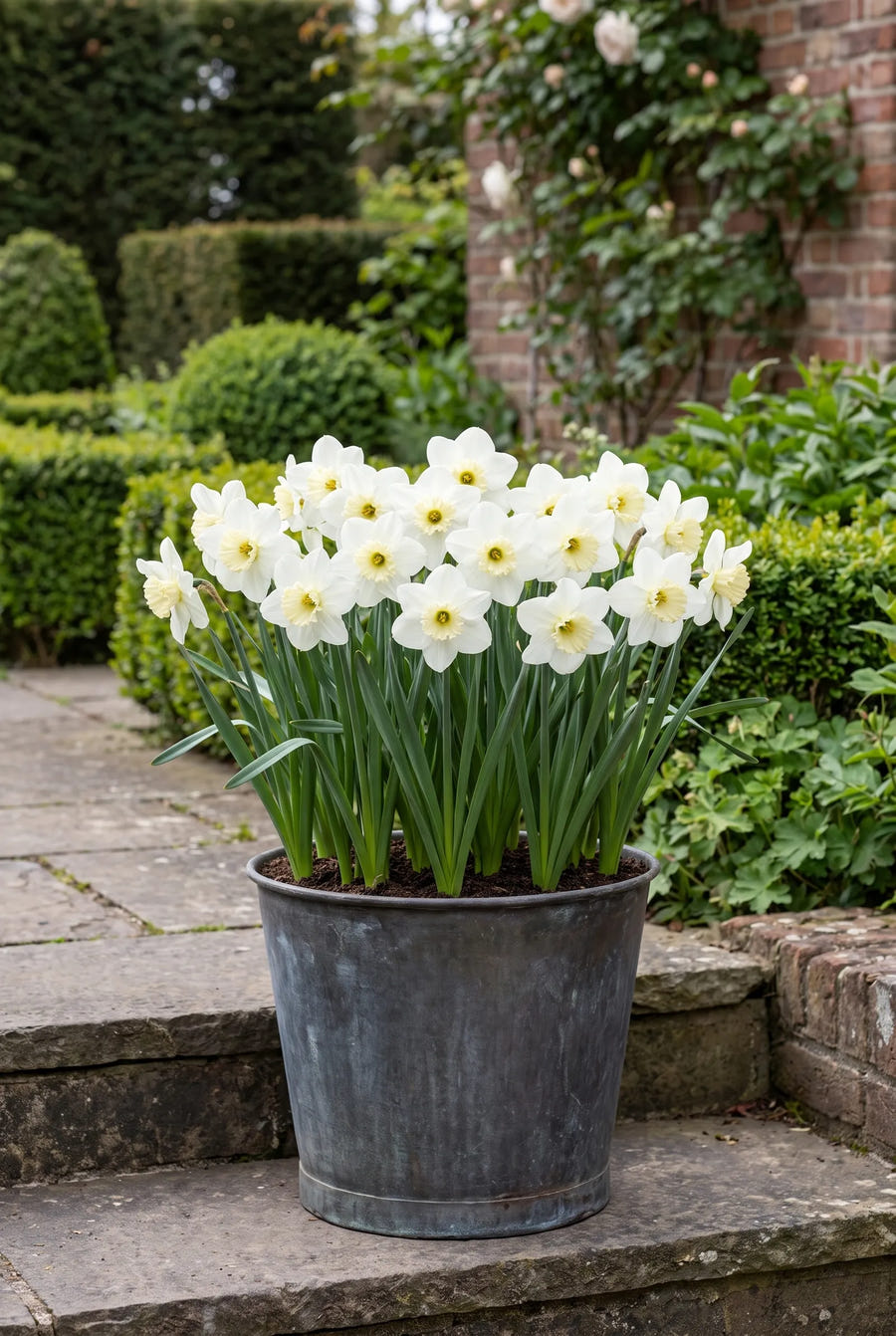 Narcissus Princess Zaide — in pot op terras