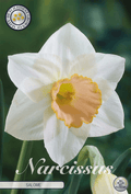 Narcissus Salome