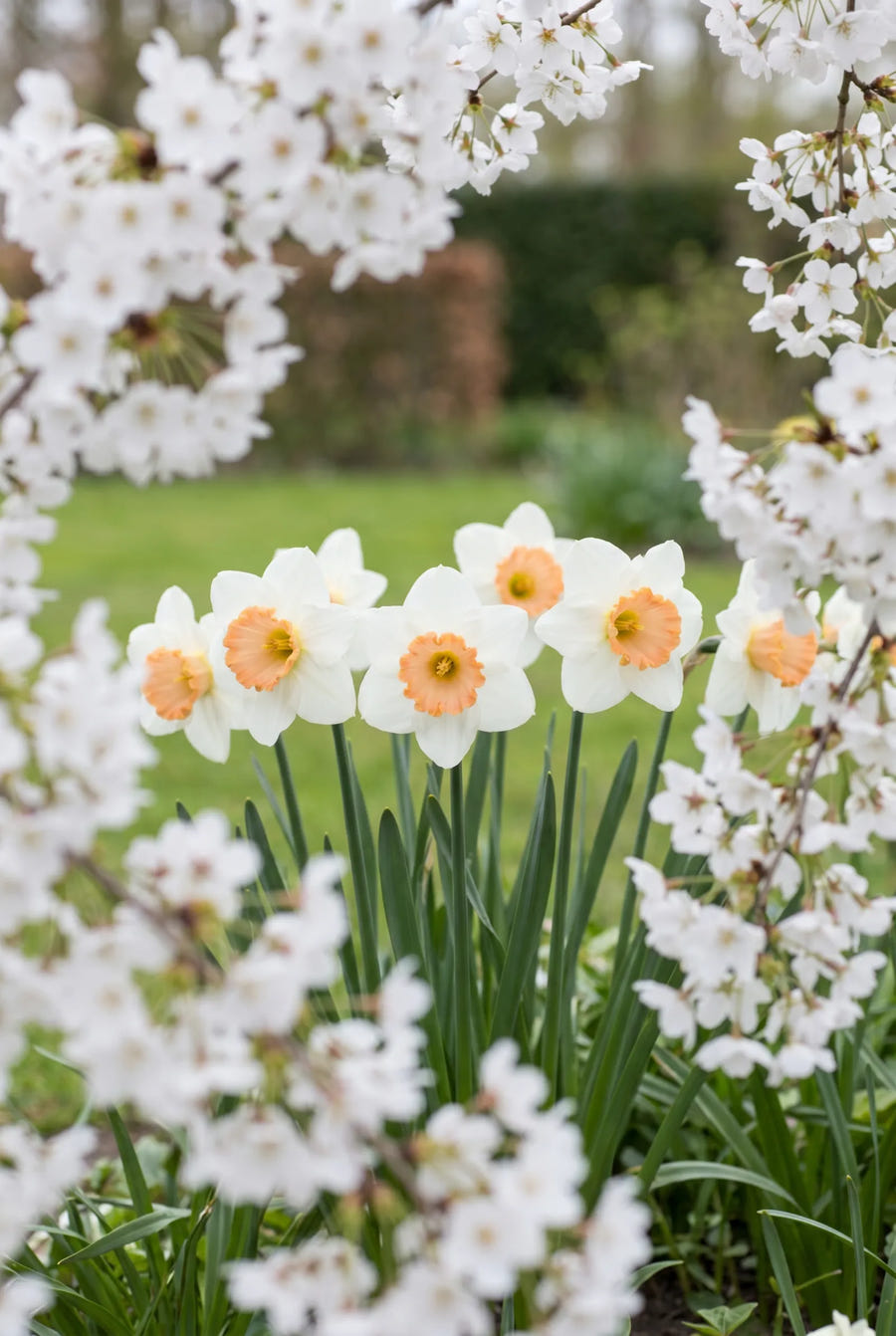 Narcissus Salome — in de tuin