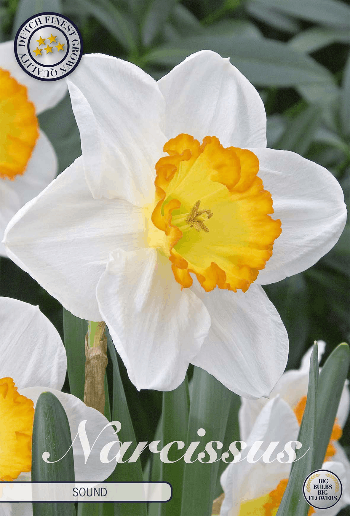 Narcissus Sound