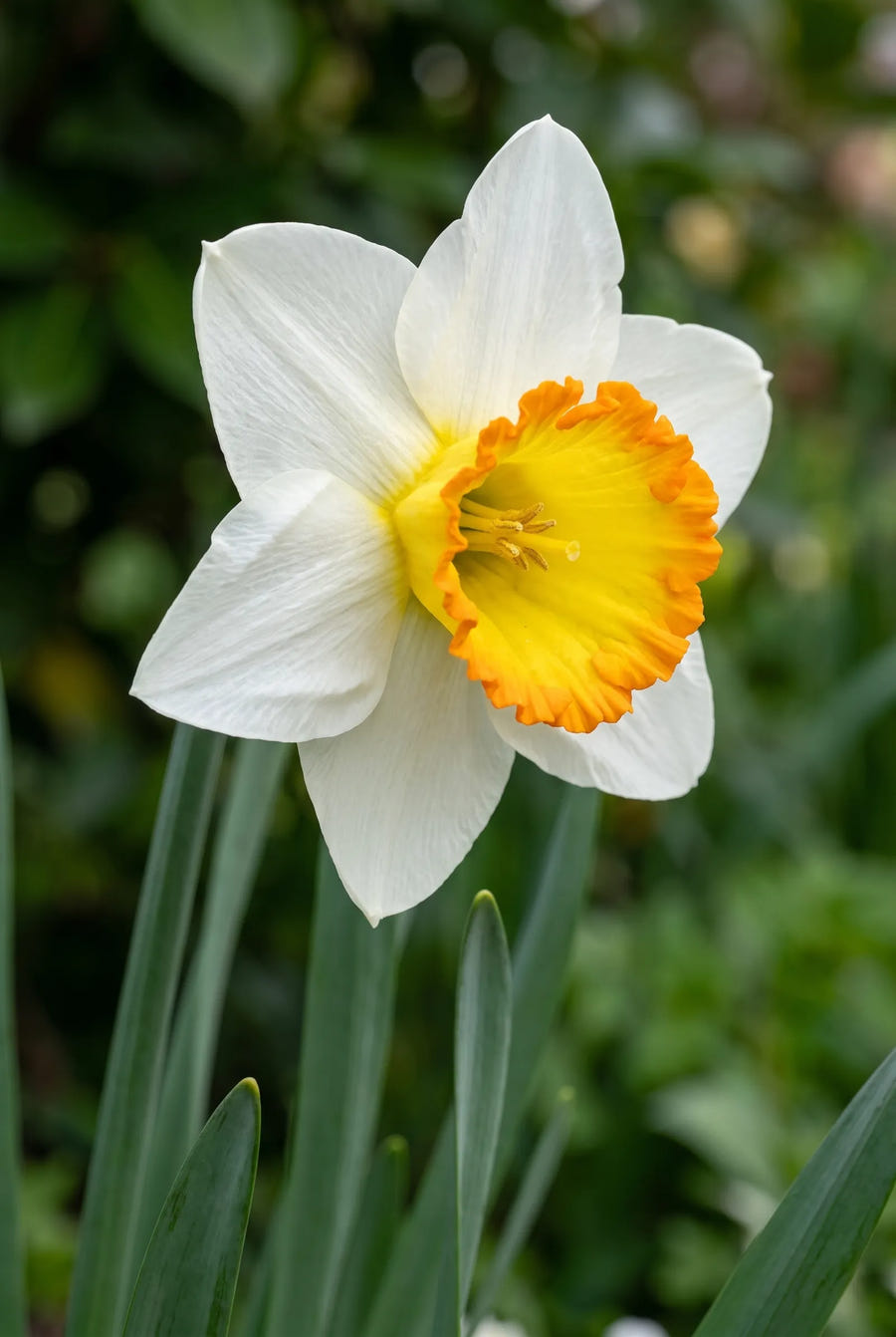 Narcissus Sound — close-up van de bloem