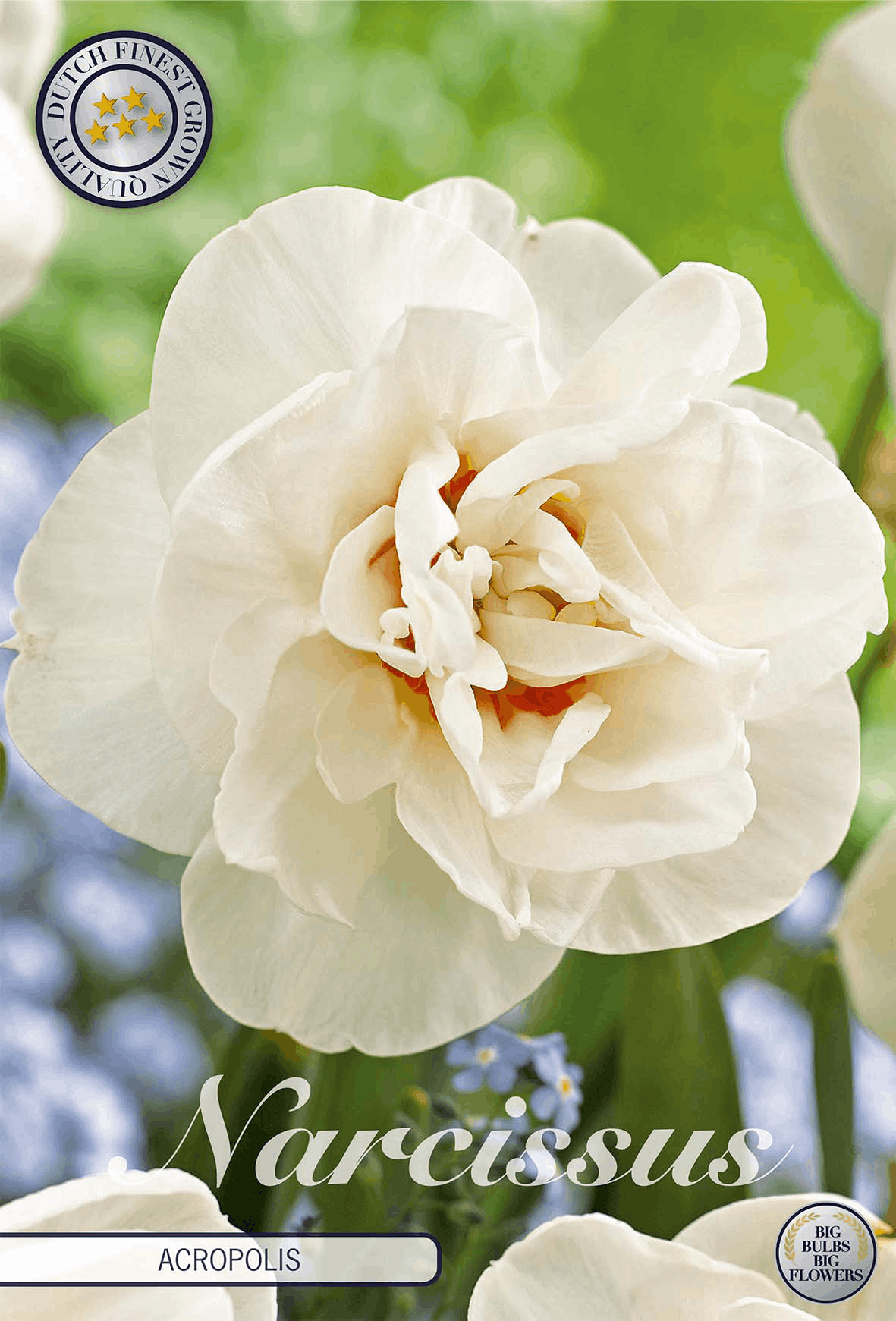 Narcissus Acropolis