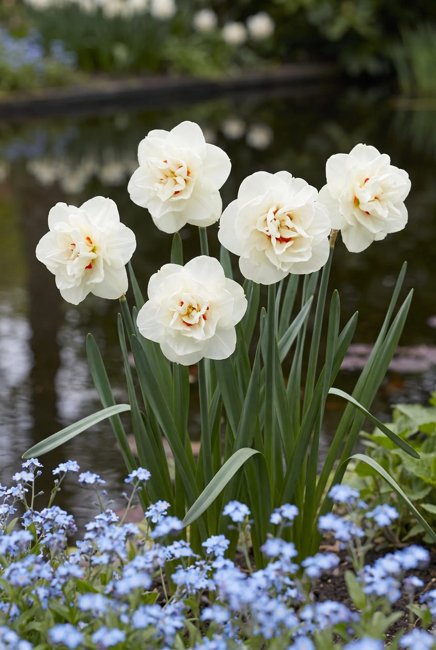 Narcissus Acropolis — in de tuin