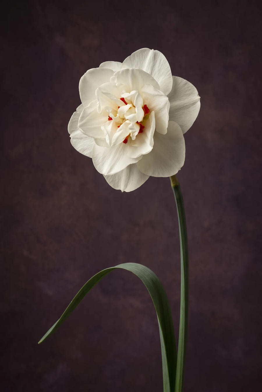 Narcissus Acropolis — sfeerbeeld
