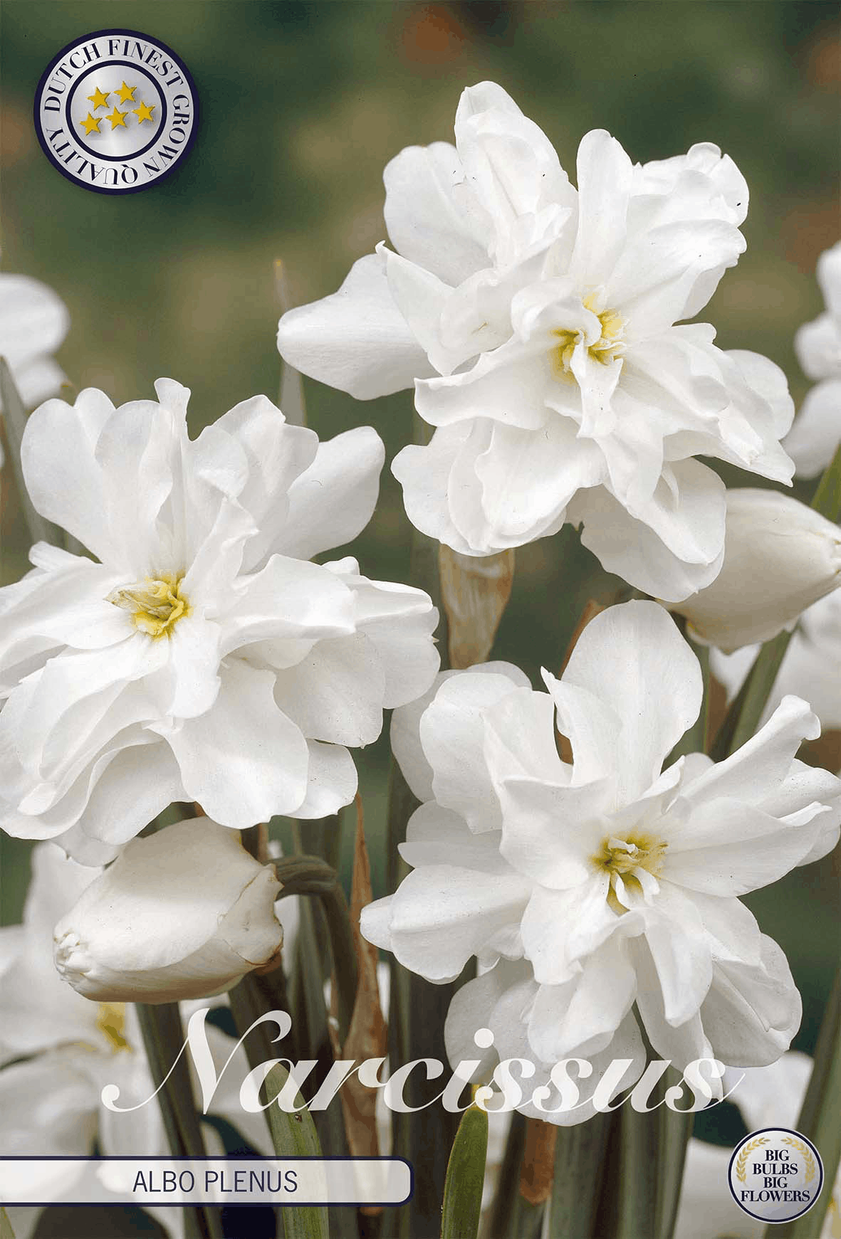 Narcissus Albo Plenus