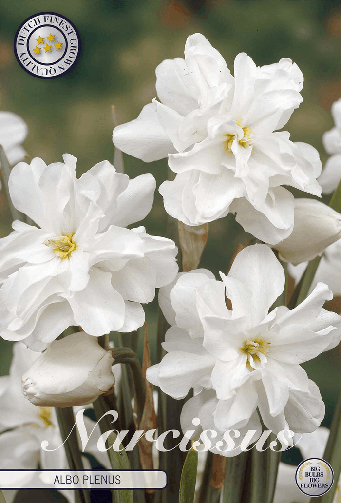 Narcissus Albo Plenus
