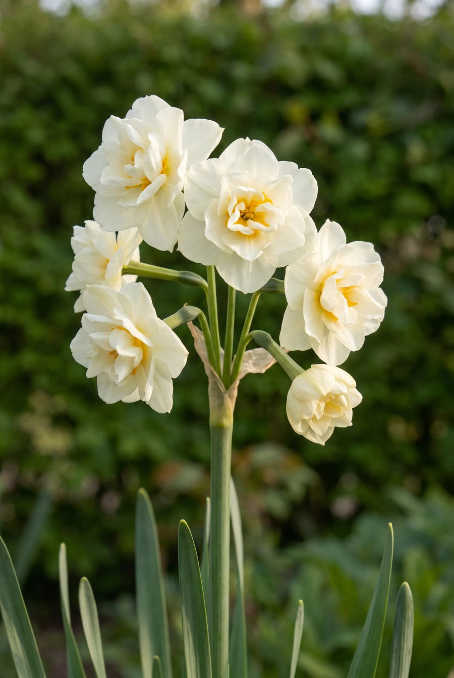 Narcissus Bridal Crown — close-up van de bloem