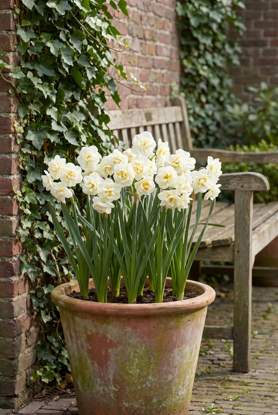 Narcissus Bridal Crown — in pot op terras