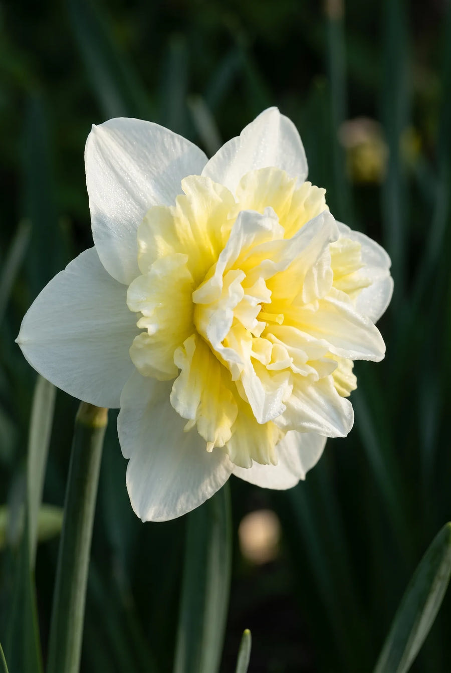 Narcissus Ice King — close-up van de bloem