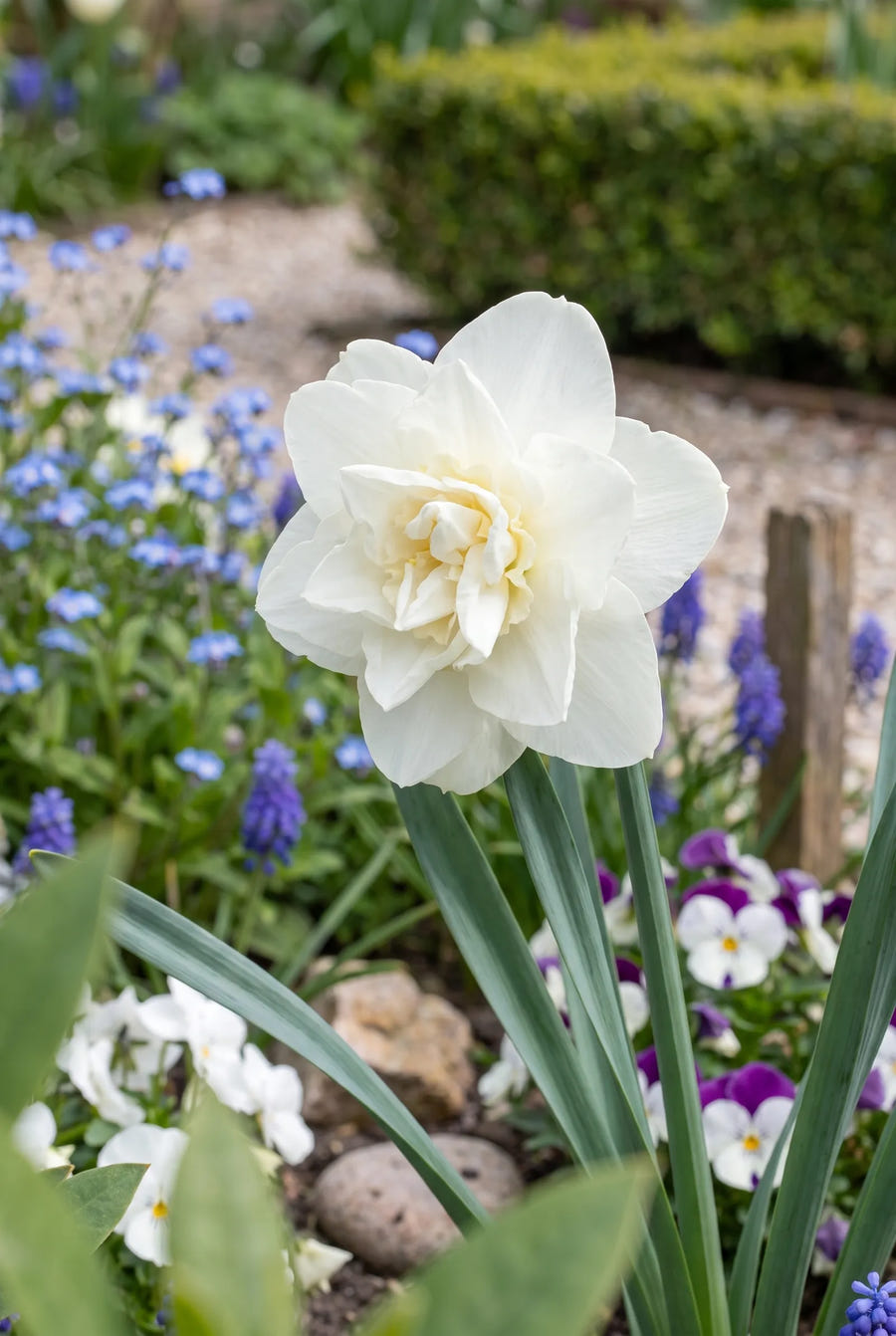 Narcissus Obdam — close-up van de bloem