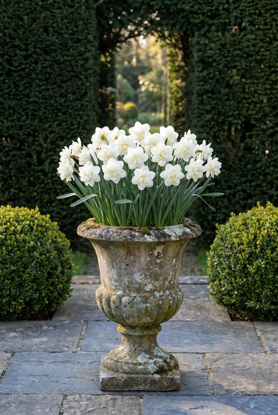 Narcissus Obdam — in pot op terras
