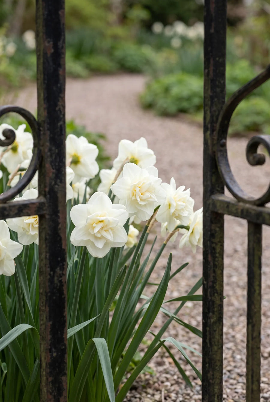 Narcissus Obdam — in de tuin