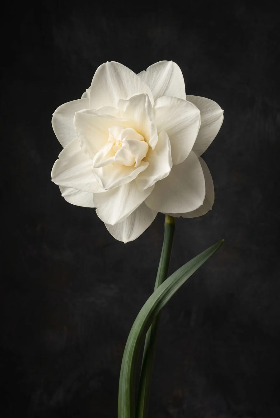 Narcissus Obdam — sfeerbeeld