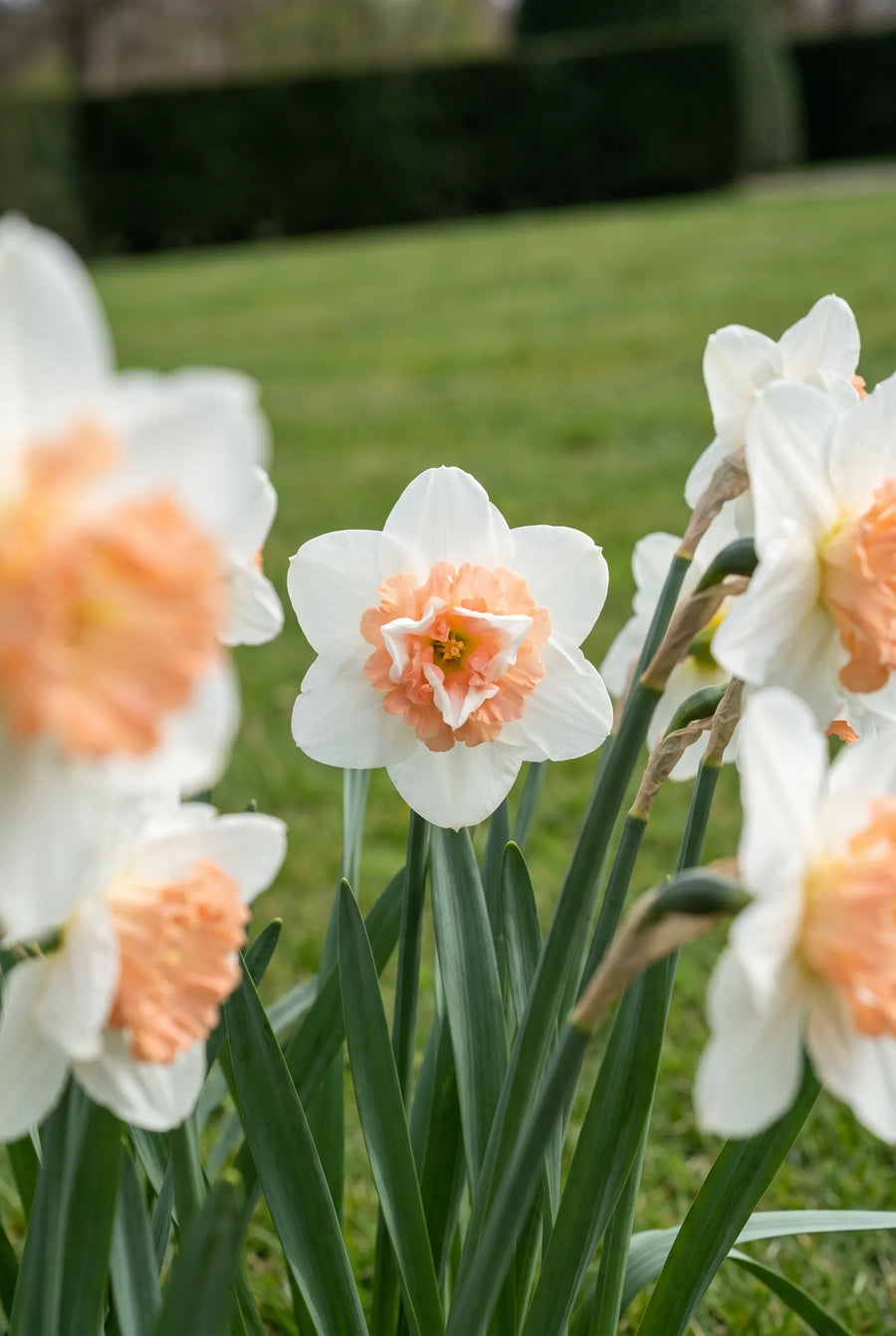Narcissus Replete — in de tuin