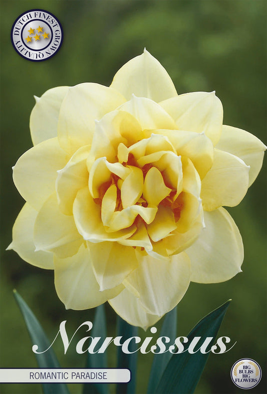 Narcissus Romantic Paradise