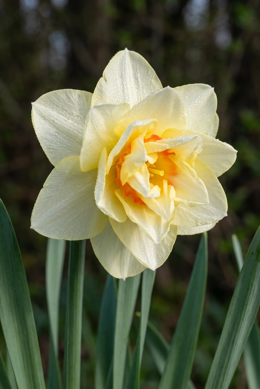 Narcissus Romantic Paradise — close-up van de bloem