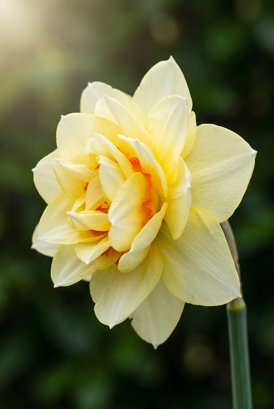 Narcissus Romantic Paradise — sfeerbeeld