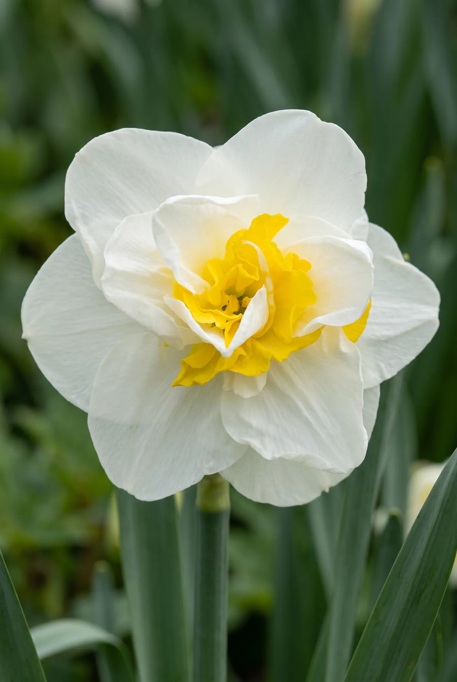 Narcissus Salou — close-up van de bloem