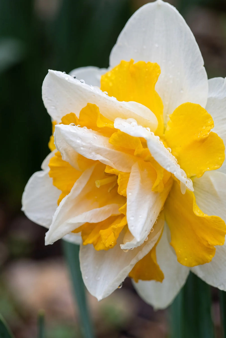 Narcissus Salou — sfeerbeeld