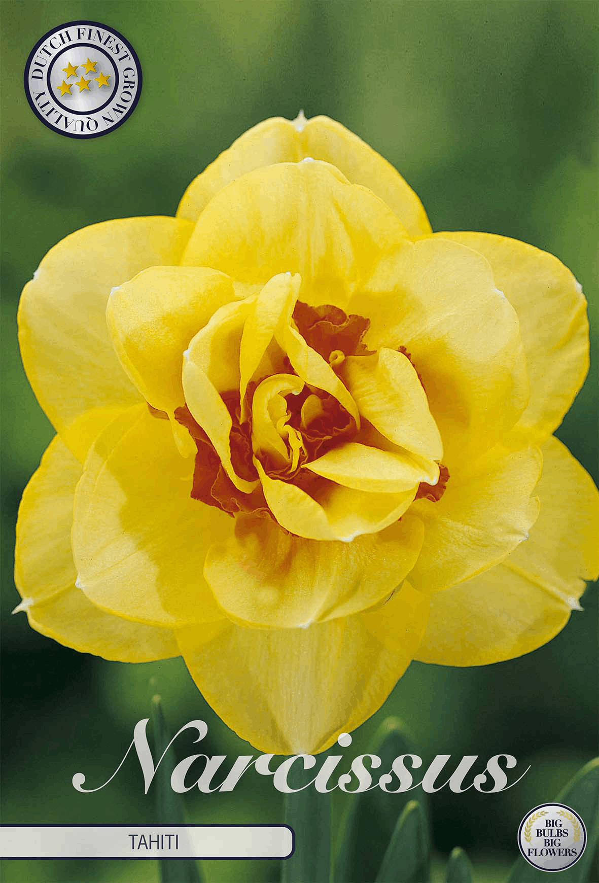 Narcissus Tahiti